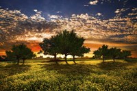 Shadows in the Meadow Fine Art Print