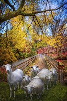 Autumn Sheep Fine Art Print