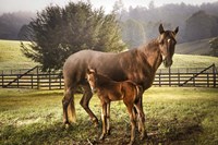 Love Me Tender Fine Art Print