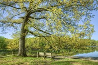 I Will Wait for You in Spring Framed Print