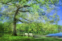 I Will Wait for You in Summer Fine Art Print