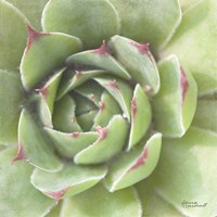 Garden Succulents II Color Fine Art Print