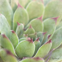 Garden Succulents I Color Fine Art Print