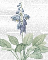 Summer Botanicals II Fine Art Print