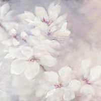 Cherry Blossoms Square Fine Art Print