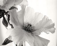 Translucent Peony VI BW Fine Art Print