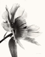 Translucent Peony II BW Fine Art Print