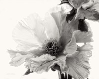 Translucent Peony V BW Fine Art Print