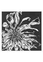 Awakening Fine Art Print