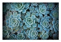 Echeveria III Fine Art Print