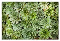 Echeveria I Fine Art Print