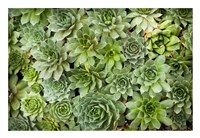 Echeveria I Fine Art Print