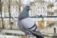Dove on Seine Quay Wall Fine Art Print
