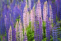 Lupine Flowers Fine Art Print
