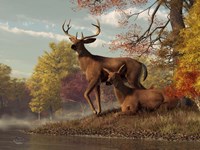 Deer On An Autumn Lakeshore Fine Art Print