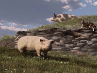 Free Range Pigs Fine Art Print