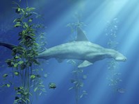 Hammer Head Among The Seaweed Fine Art Print