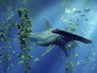 Hammerhead Fine Art Print