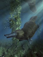 Platypus Fine Art Print