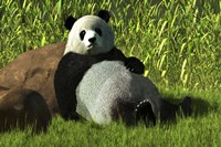 Reclining Panda Framed Print