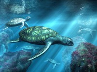 Sea Turtles Fine Art Print