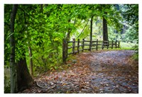 Laurels Pathway Fine Art Print