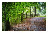 Laurels Pathway Fine Art Print