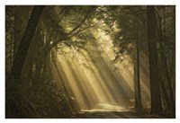 L'esprit du soleil Fine Art Print