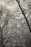 Squall Fine Art Print