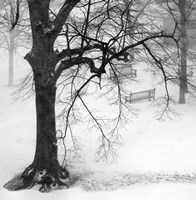 Two Park Benches Fine Art Print