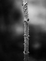 Winter Thorns Fine Art Print