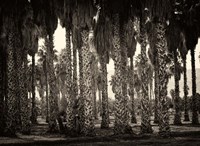 Mecca Fine Art Print