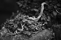 Chanteuse Fine Art Print