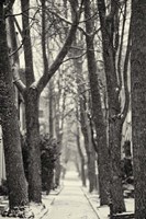 Quince Street Fine Art Print