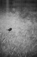 Urban Meadow Fine Art Print