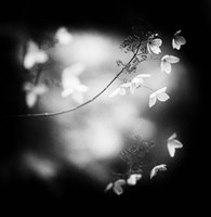 Winter Flowers Fine Art Print