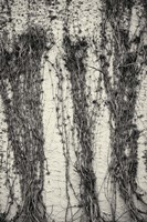 Winter Vines On Stucco Framed Print