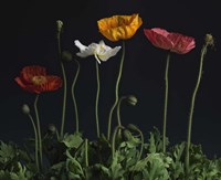 Beddy-bye Fine Art Print