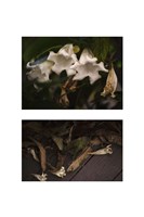 Gravity - Only a Theory Fine Art Print