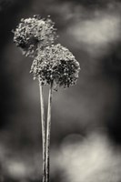 Gris-Gris Fine Art Print