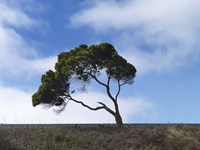 Guilty Remnant (Polychrome) Fine Art Print