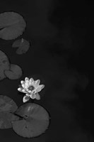 In Camera Fine Art Print