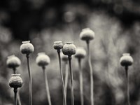 Little Nemo in Slumberland Fine Art Print