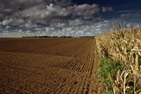 Heliotropes Fine Art Print