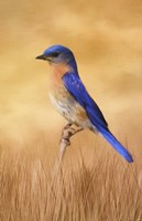 Bluebird In The Grass Fine Art Print