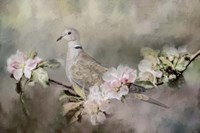 Eurasian Dove In The Garden Fine Art Print