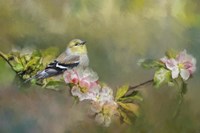Goldfinch In The Garden Fine Art Print