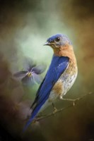 Portait Of A Bluebird Fine Art Print