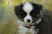 Puppyhood 3 Fine Art Print