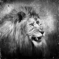 Snarling In Black And White Fine Art Print